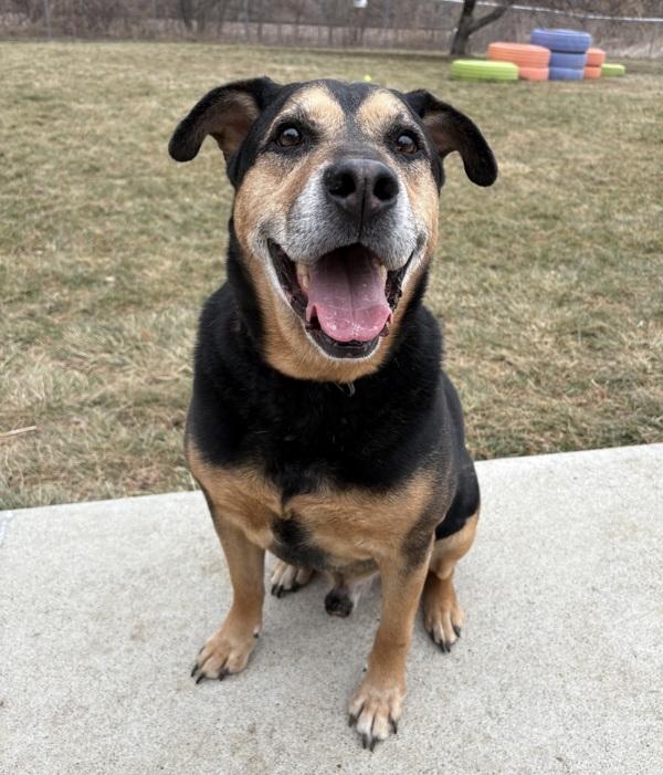 Chief, a Adoptable mixed breed in Sioux City, IA image 4/6