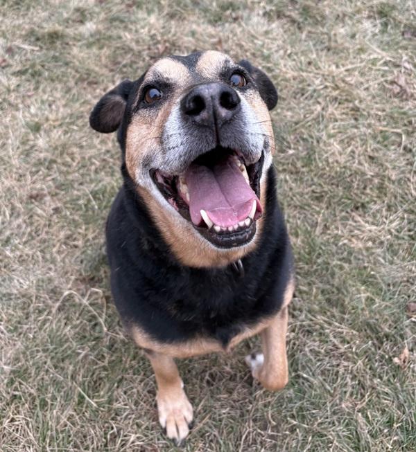 Chief, a Adoptable mixed breed in Sioux City, IA image 5/6