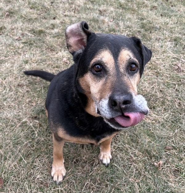 Chief, Adoptable, Senior Male Shepherd.
