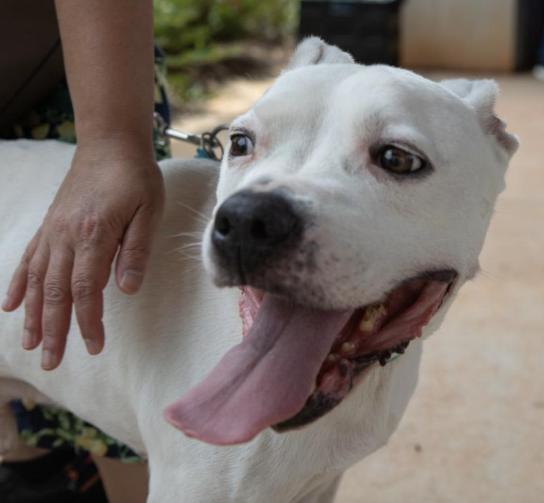 Vanilla, Adoptable, Adult Male Boxer & Terrier.