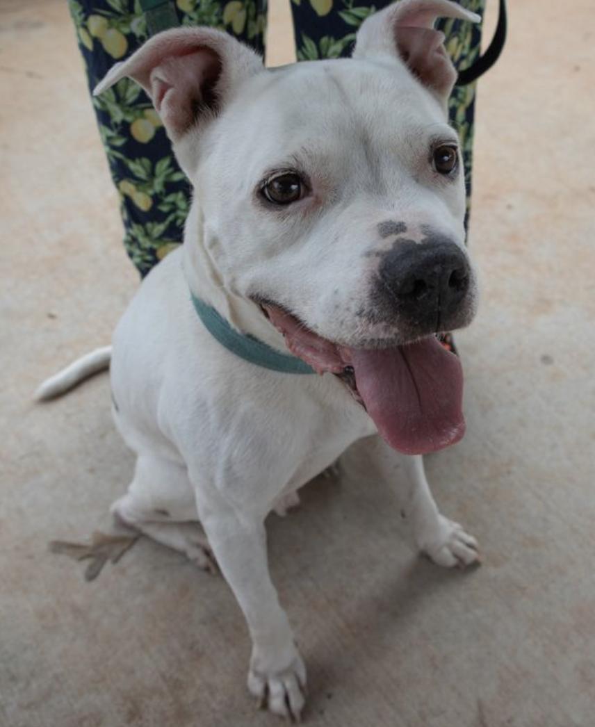 Enlarge Vanilla, a Adoptable mixed breed in Decatur, GA image 2/3