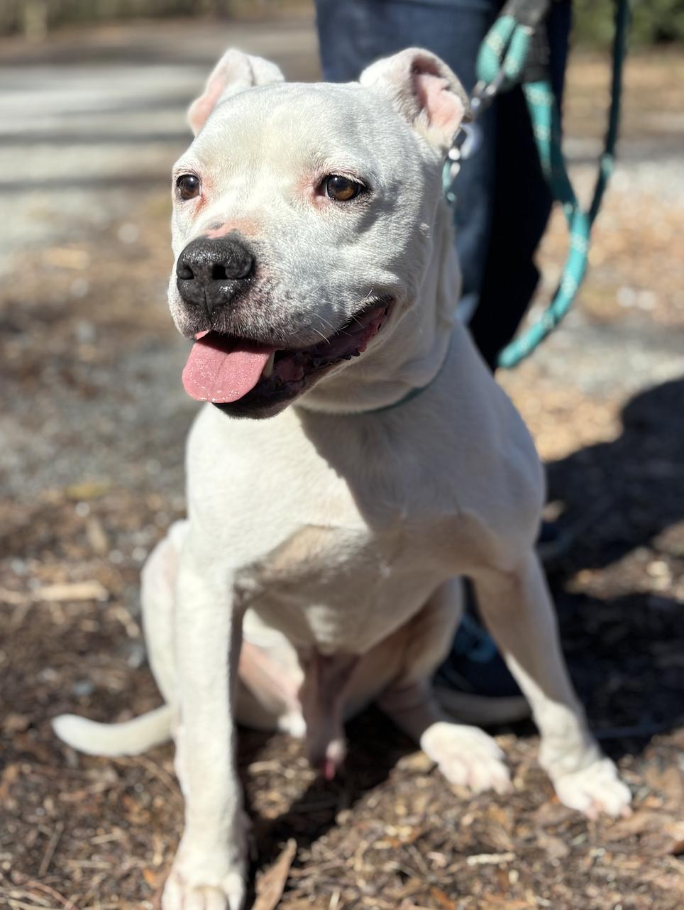 Enlarge Vanilla, a Adoptable mixed breed in Decatur, GA image 3/3