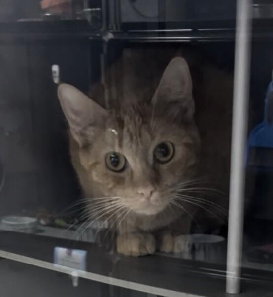 Reba, Adoptable, Adult Female Domestic Short Hair.