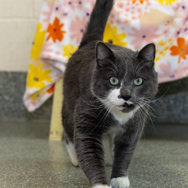 ASHER, Adoptable, Adult Male Domestic Short Hair.