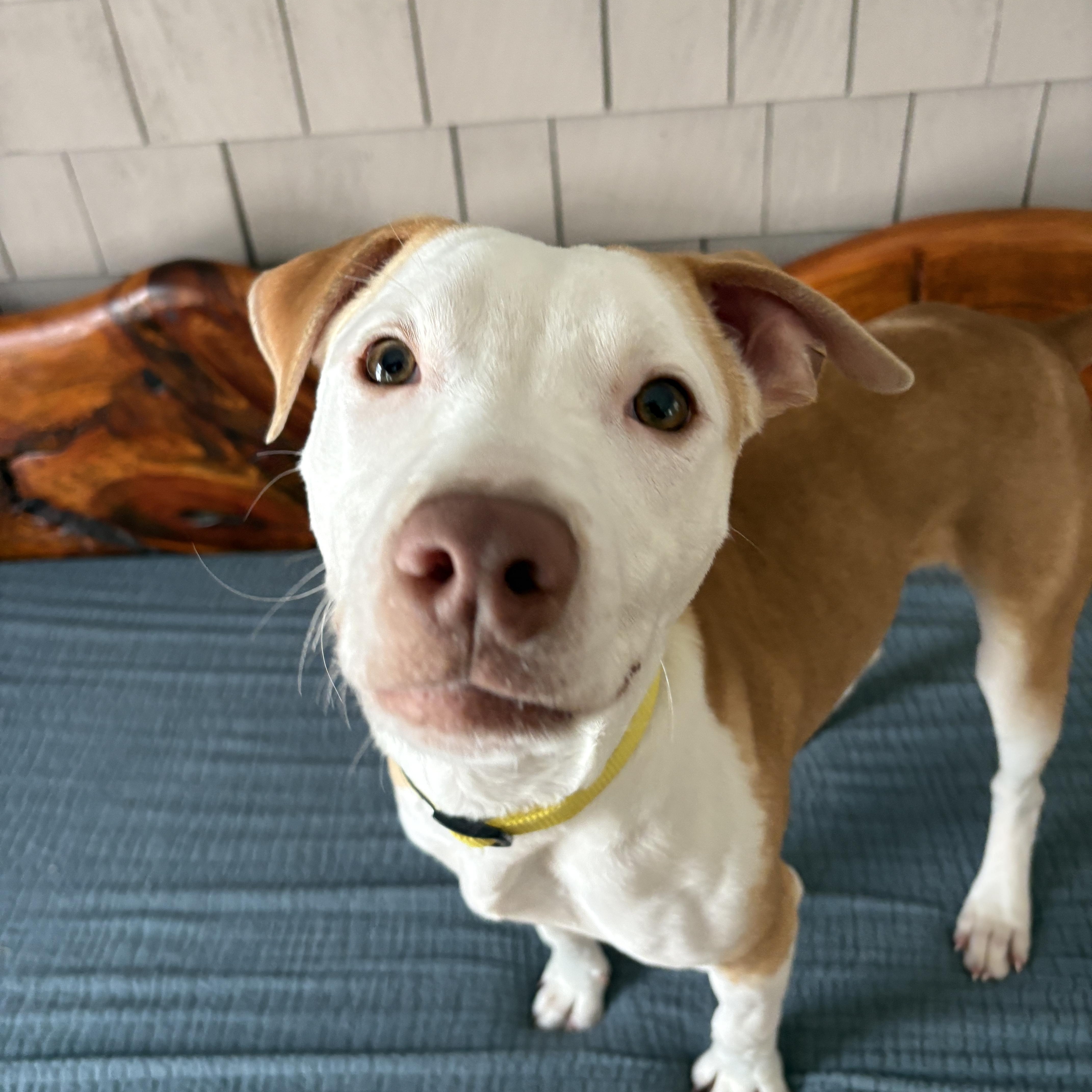 Shadow , a ADOPTABLE mixed breed in New Boston, NH image 2/6