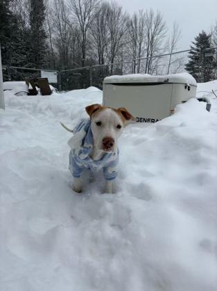 Shadow , a ADOPTABLE mixed breed in New Boston, NH image 6/6