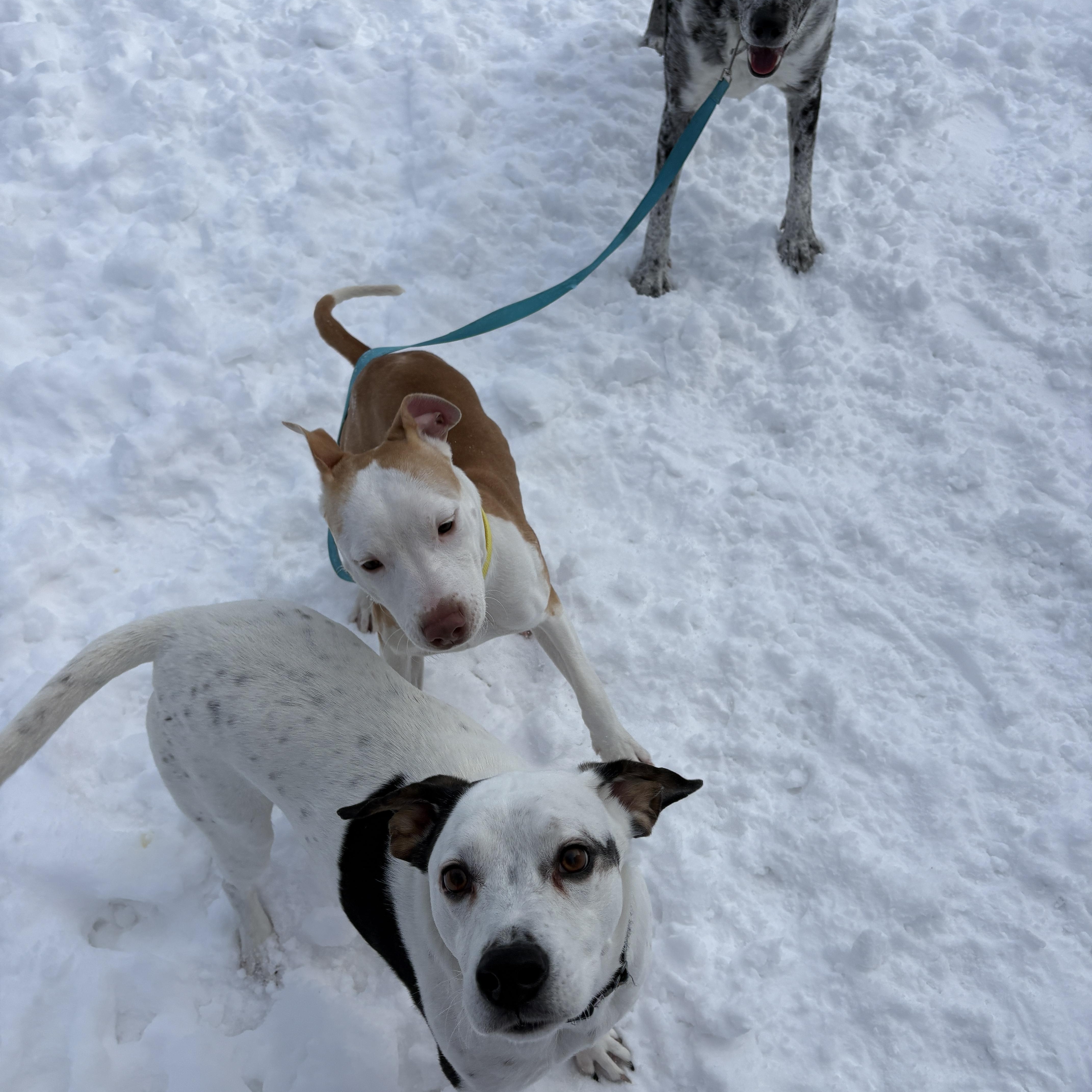 Shadow , a ADOPTABLE mixed breed in New Boston, NH image 3/6