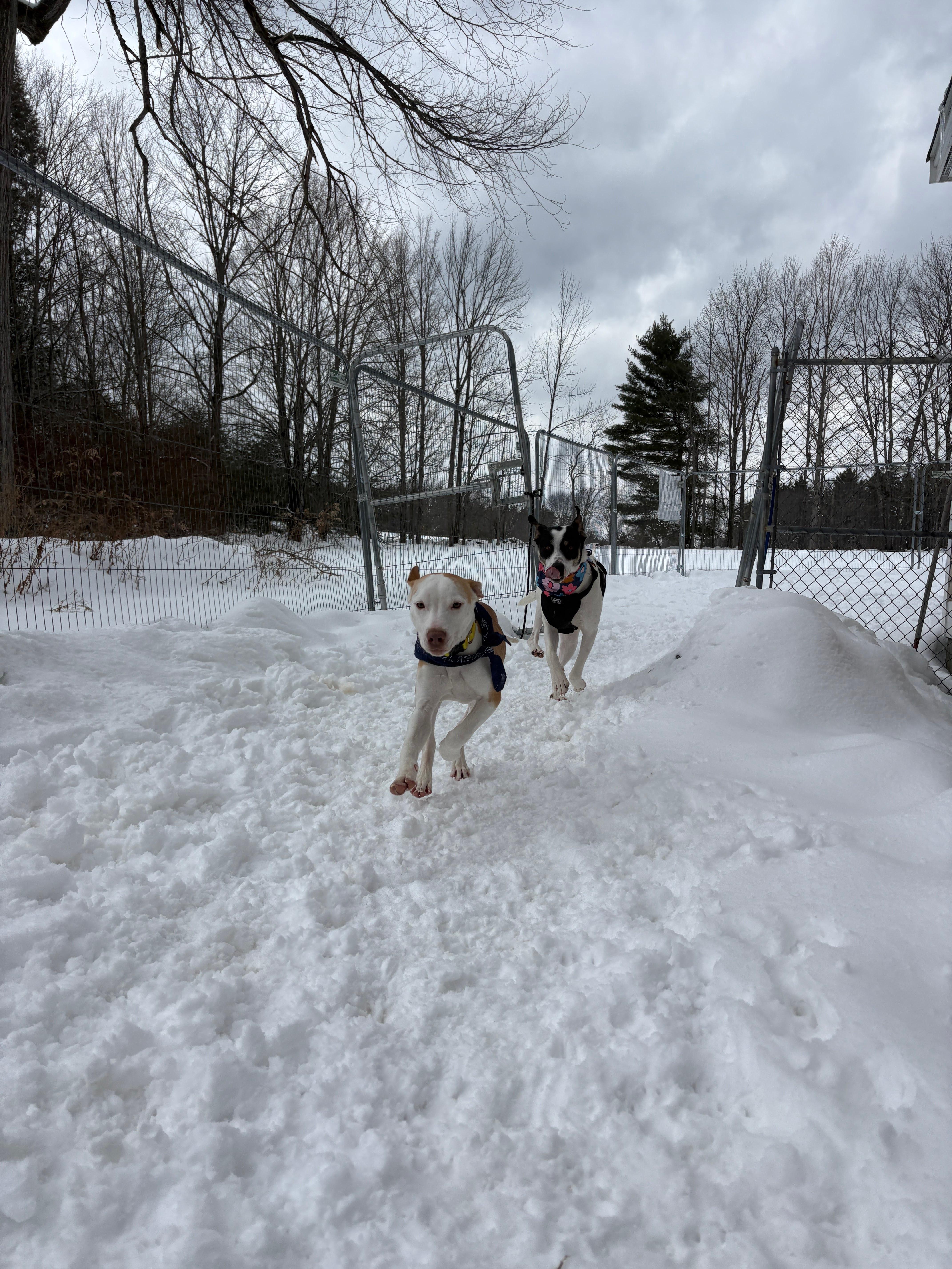 Shadow , a ADOPTABLE mixed breed in New Boston, NH image 5/6