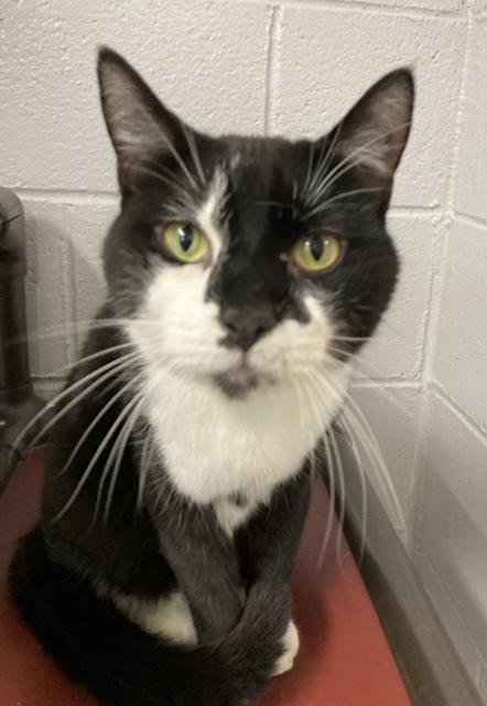 Poindexter, Adoptable, Adult Male Domestic Short Hair.