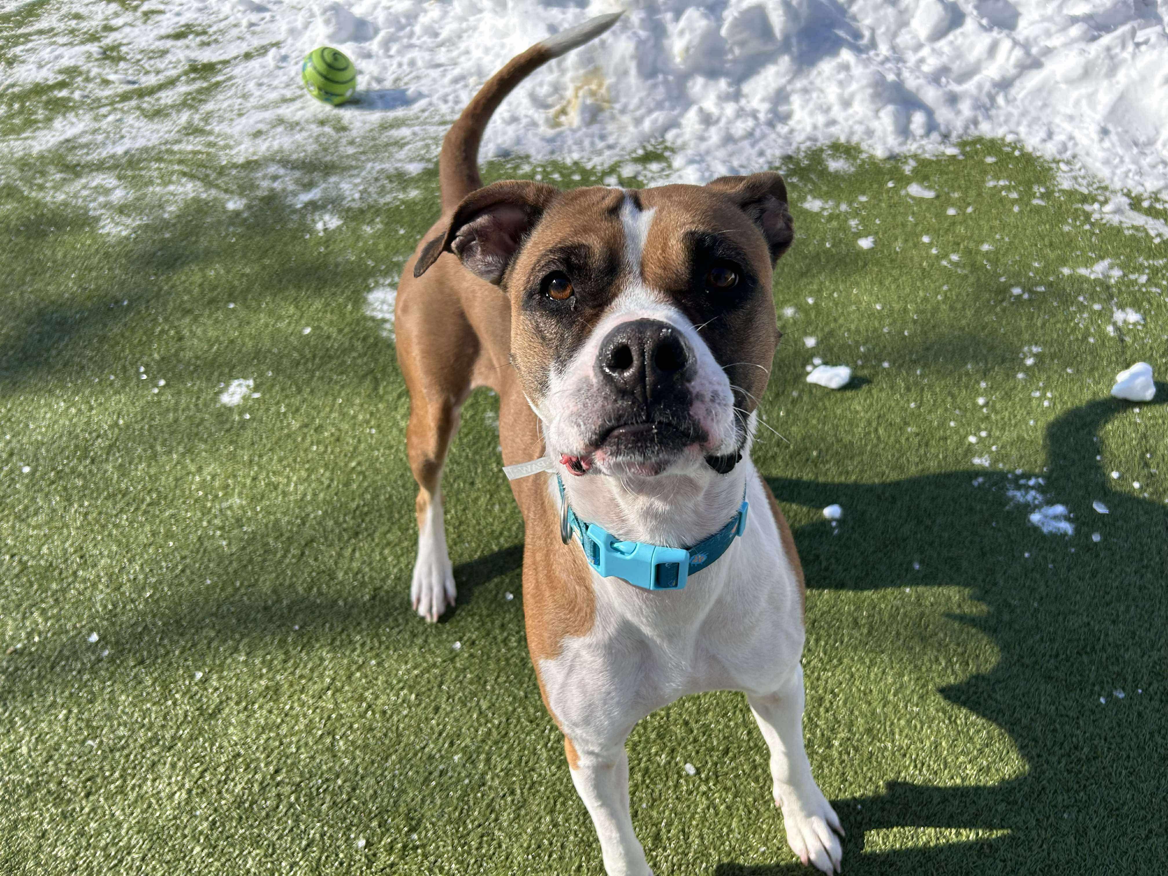 Mama Claus, adopted, Adult Female Boxer.