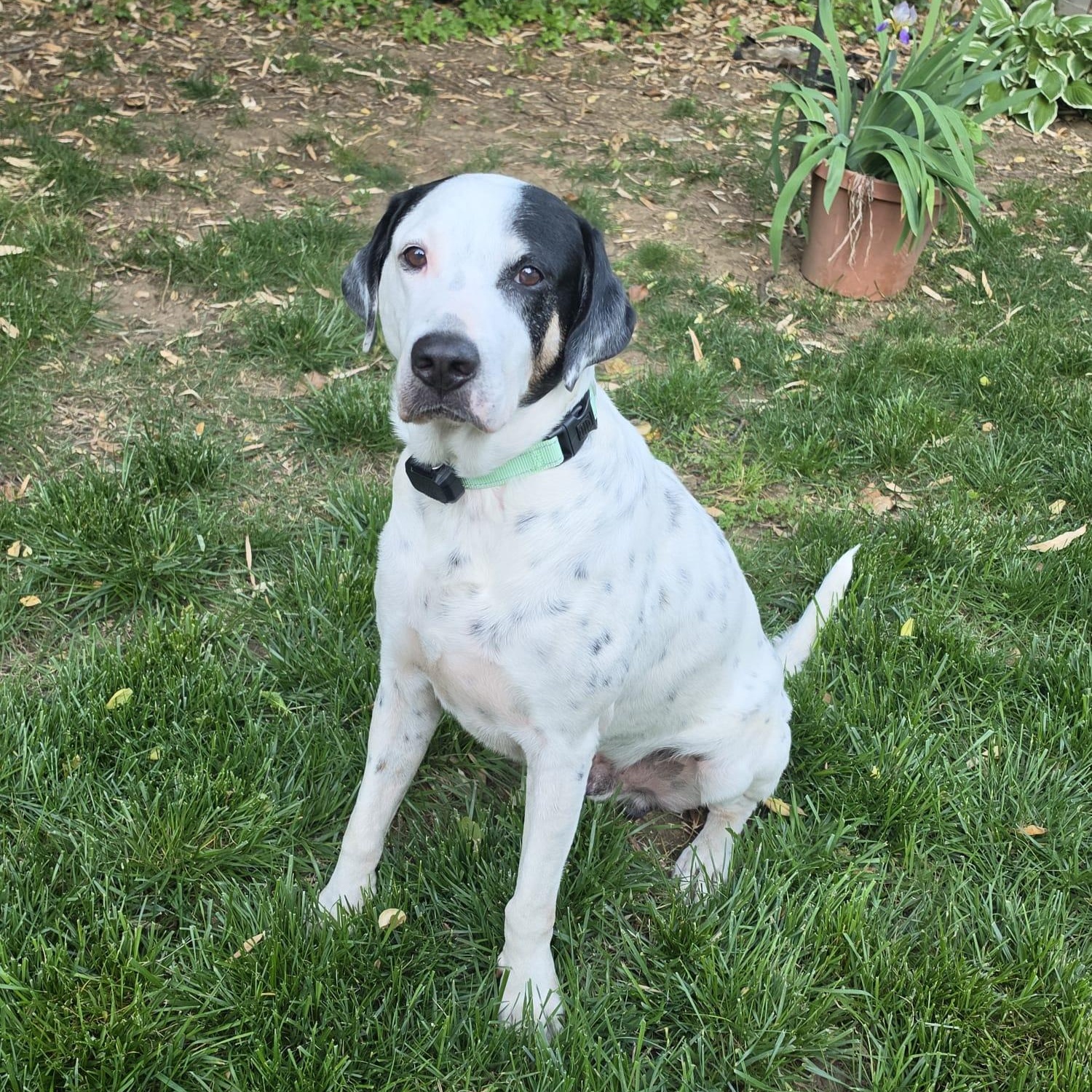 Enlarge Brandon, a ADOPTABLE mixed breed in Annapolis, MD image 4/6