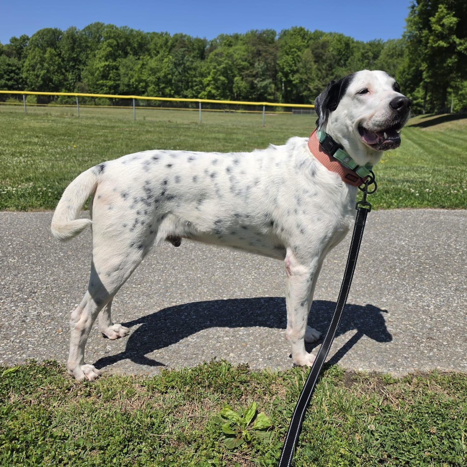 Enlarge Brandon, a ADOPTABLE mixed breed in Annapolis, MD image 1/6