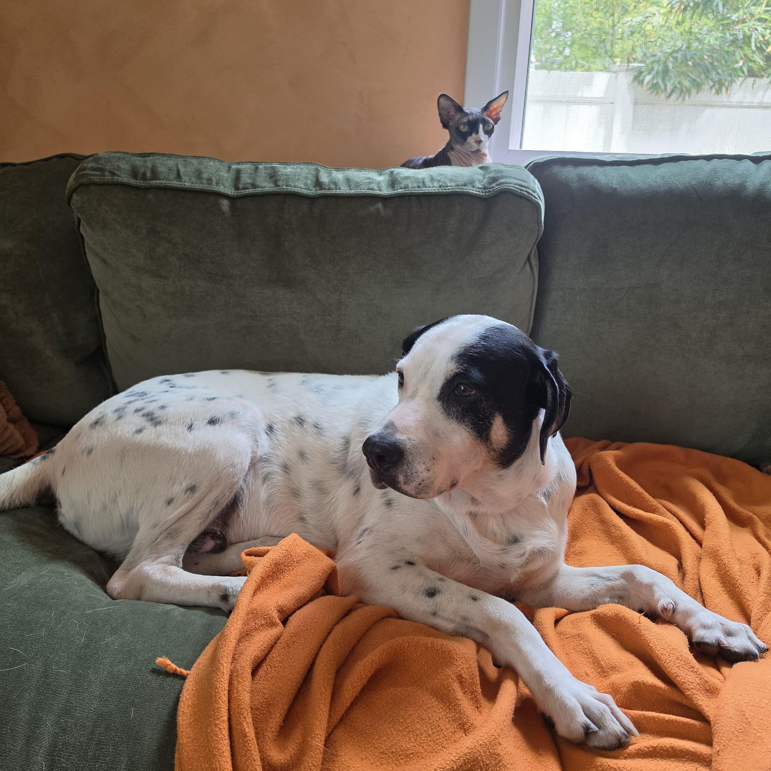 Enlarge Brandon, a ADOPTABLE mixed breed in Annapolis, MD image 6/6
