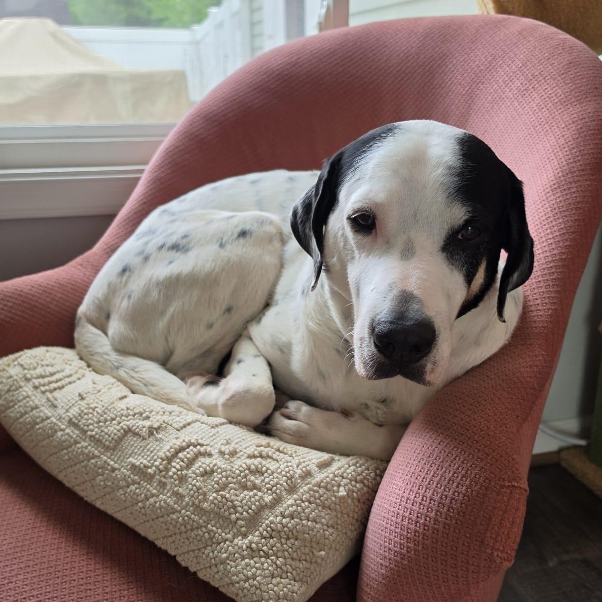Enlarge Brandon, a ADOPTABLE mixed breed in Annapolis, MD image 5/6