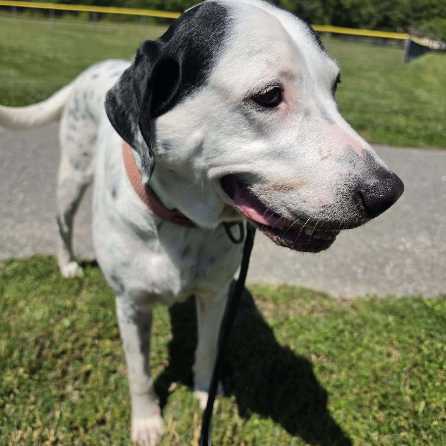 Enlarge Brandon, a ADOPTABLE mixed breed in Annapolis, MD image 3/6