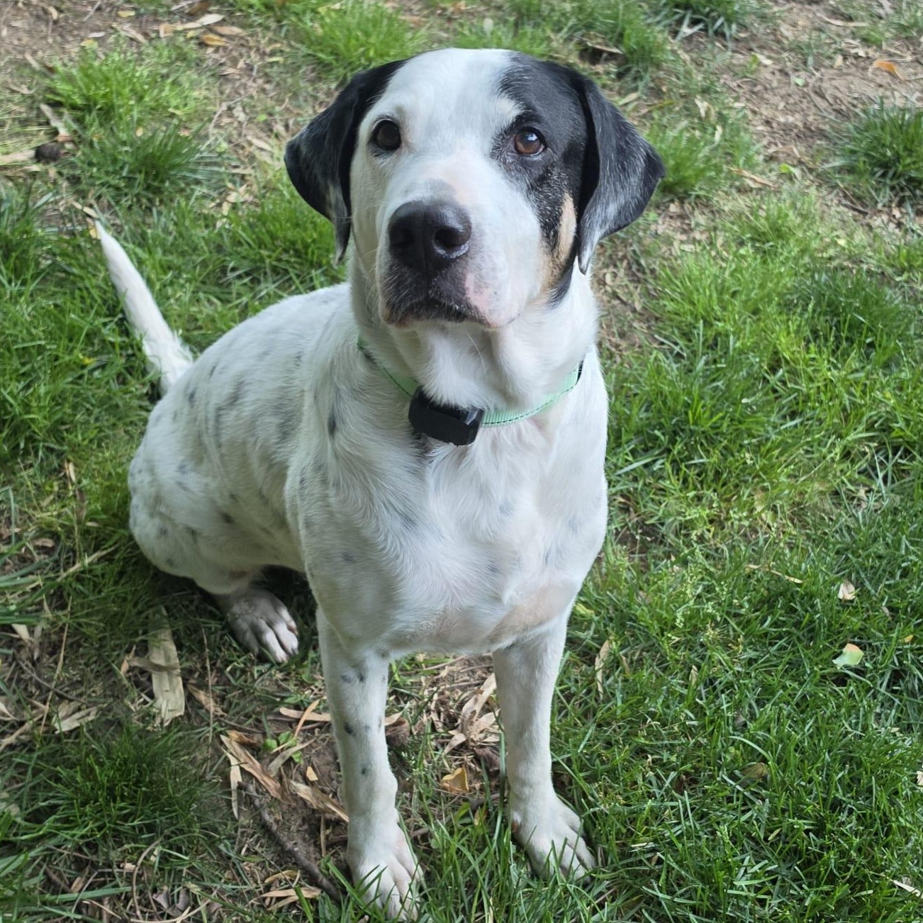 Enlarge Brandon, a ADOPTABLE mixed breed in Annapolis, MD image 2/6