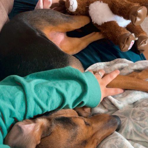 Lucy, Adoptable, Adult Female Beagle & Coonhound.