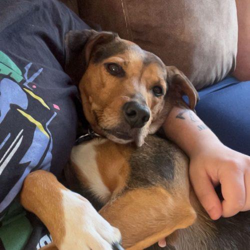 Enlarge Lucy, a Adoptable mixed breed in Kent, WA image 2/6