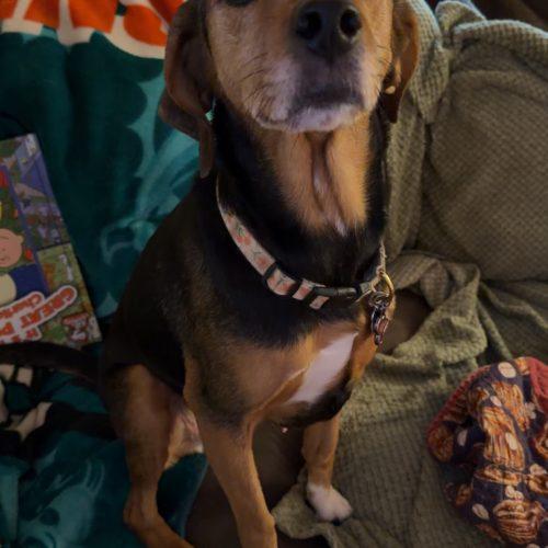 Enlarge Lucy, a Adoptable mixed breed in Kent, WA image 3/6