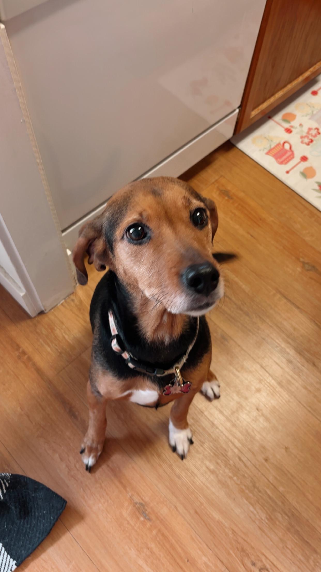 Lucy, Adoptable, Adult Female Beagle & Coonhound.