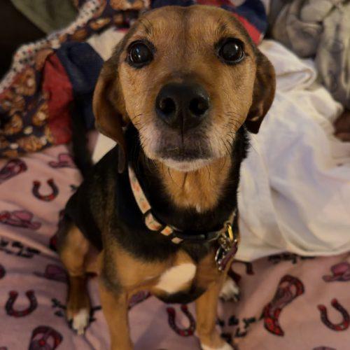 Enlarge Lucy, a Adoptable mixed breed in Kent, WA image 6/6