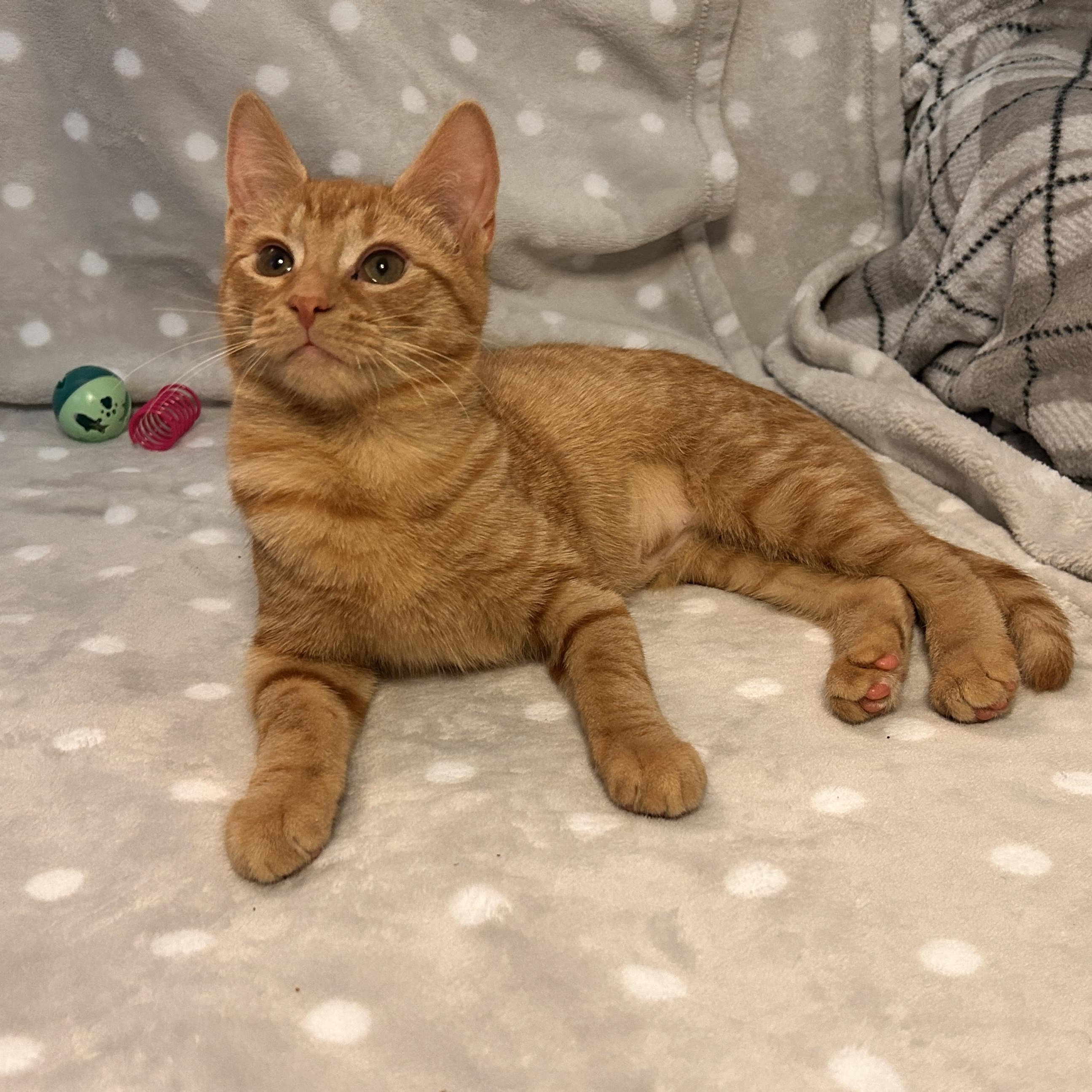 Enlarge Sol & Hoshi (bonded pair), a ADOPTABLE Domestic Short Hair in Sewell, NJ image 4/4