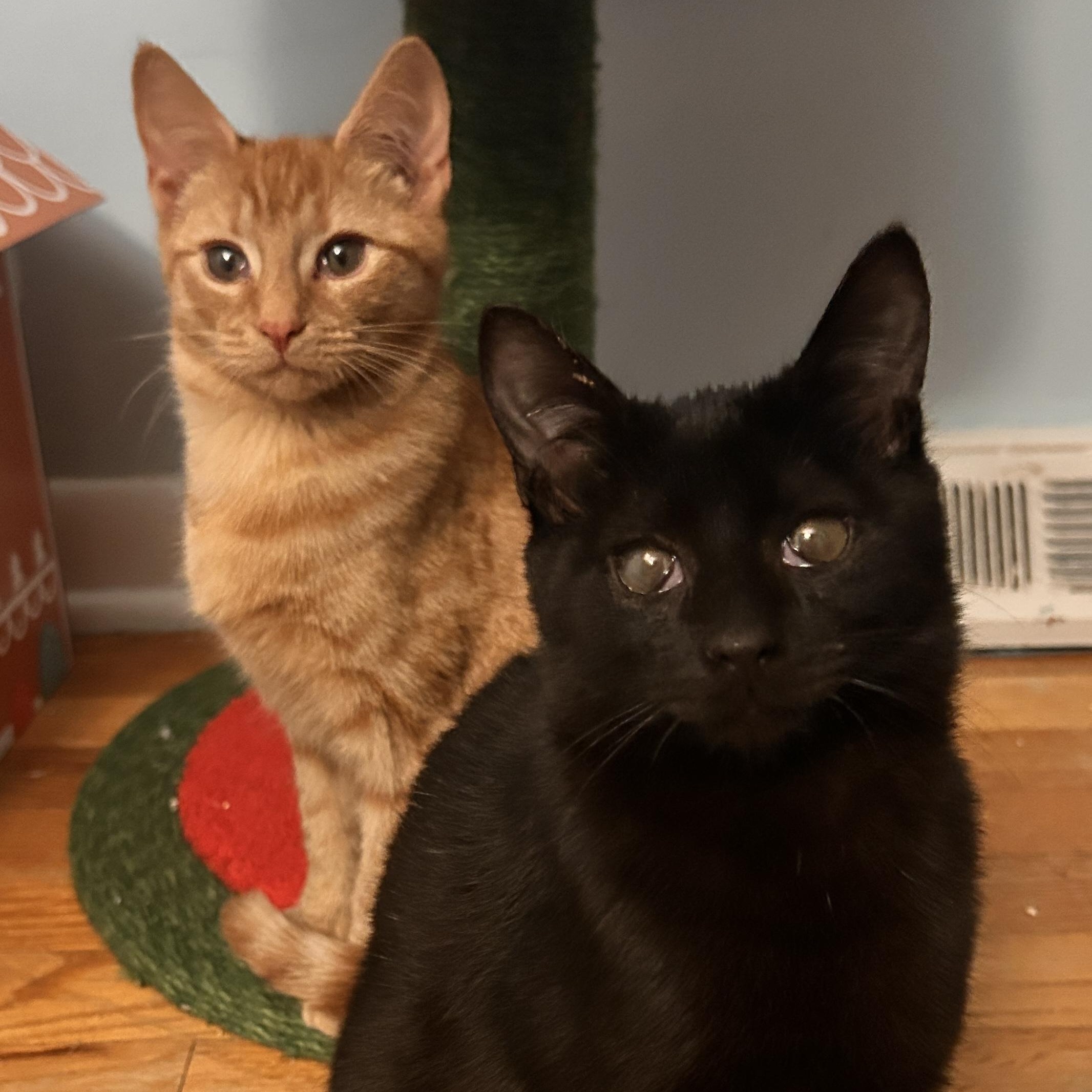 Sol & Hoshi (bonded pair), ADOPTABLE, Kitten Male Domestic Short Hair.