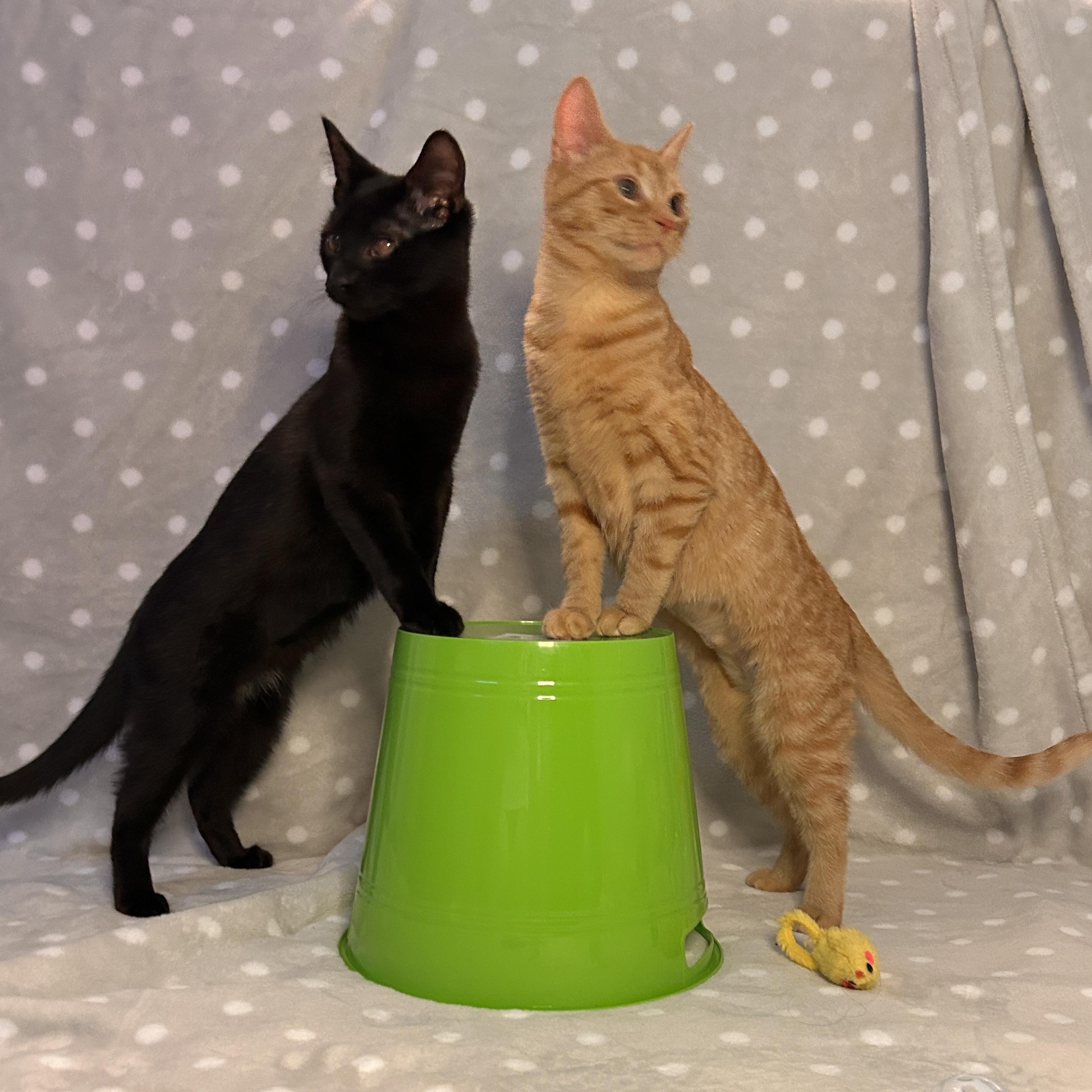 Enlarge Sol & Hoshi (bonded pair), a ADOPTABLE Domestic Short Hair in Sewell, NJ image 2/4