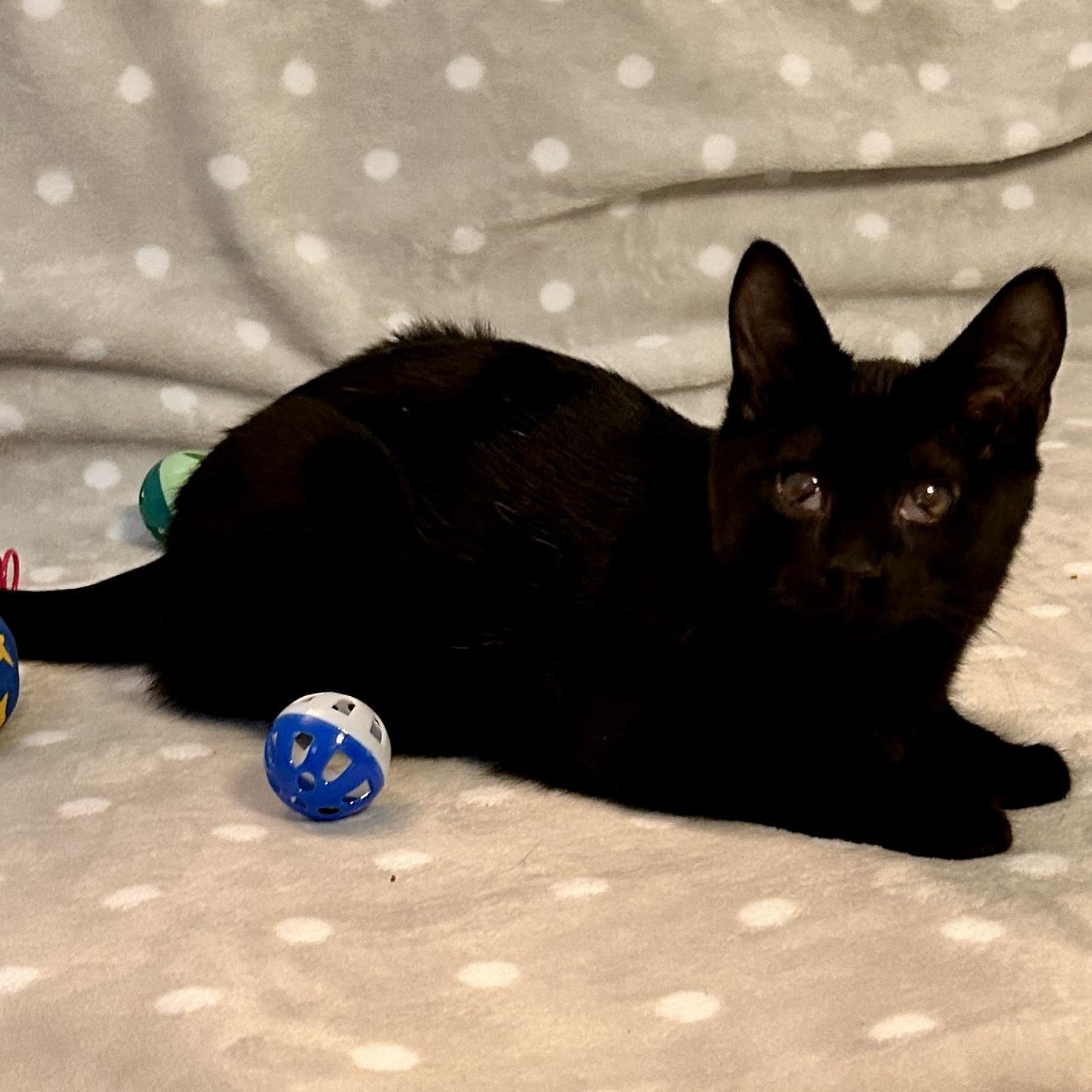 Enlarge Sol & Hoshi (bonded pair), a ADOPTABLE Domestic Short Hair in Sewell, NJ image 3/4