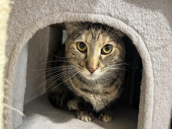 Eva (companion To Suki), Adoptable, Adult Female Domestic Short Hair.