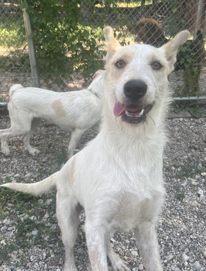 Enlarge Oat, a ADOPTABLE Mixed Breed in Boyne City, MI image 1/1