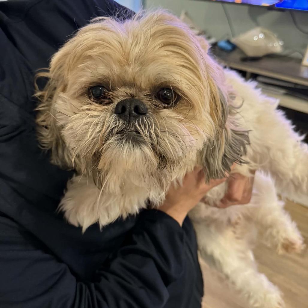 Enlarge Simba, a Adoptable Shih Tzu in Baton Rouge, LA image 1/1