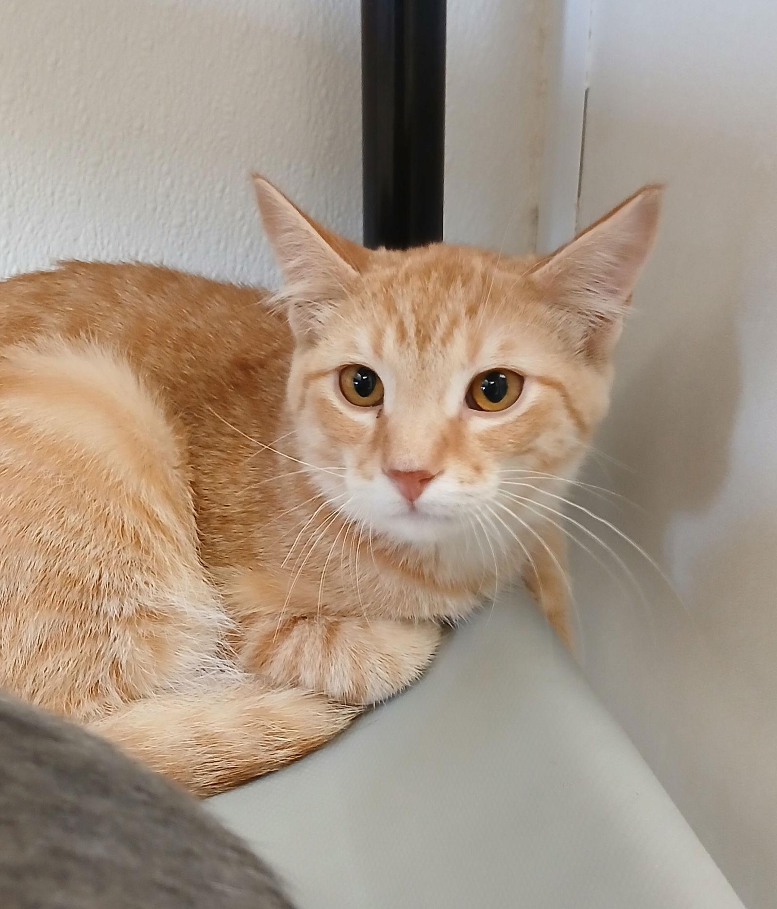 Ampert, Adoptable, Kitten Male Tabby & Domestic Short Hair.