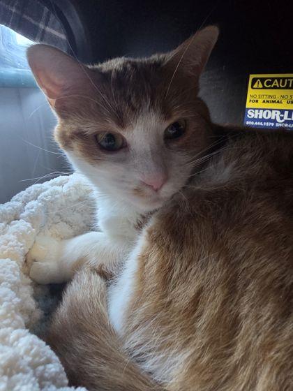 Lyla, Adoptable, Adult Female Domestic Medium Hair & Domestic Short Hair.