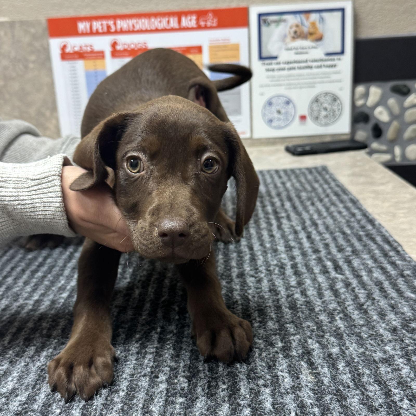 Enlarge Poppy, a Adopted Labrador Retriever in Fort Worth, TX image 1/1