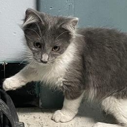 Missy, adopted, Kitten Female Domestic Long Hair.