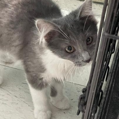 Enlarge Missy, an adopted Domestic Long Hair in Spencer, IN image 3/3