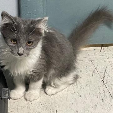 Enlarge Missy, an adopted Domestic Long Hair in Spencer, IN image 2/3