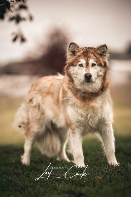 Enlarge Amber, a Adoptable mixed breed in Kalispell, MT image 1/3