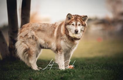 Amber, Adoptable, Adult Female Alaskan Malamute & Mixed Breed.
