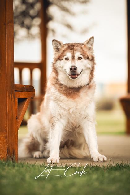 Amber, Adoptable, Adult Female Alaskan Malamute & Mixed Breed.