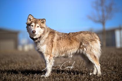 Amber, a Adoptable mixed breed in Kalispell, MT image 2/3