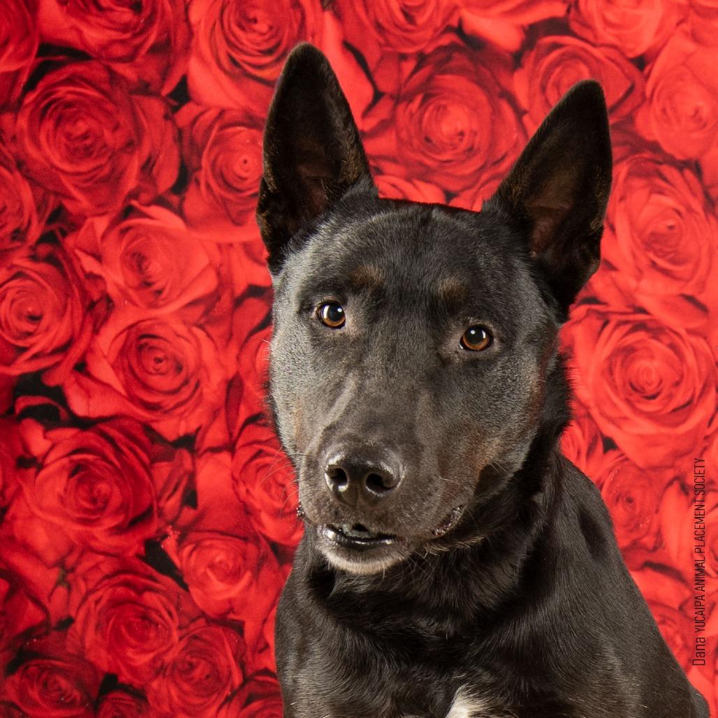 Enlarge Dana, a Adoptable mixed breed in Yucaipa, CA image 1/6