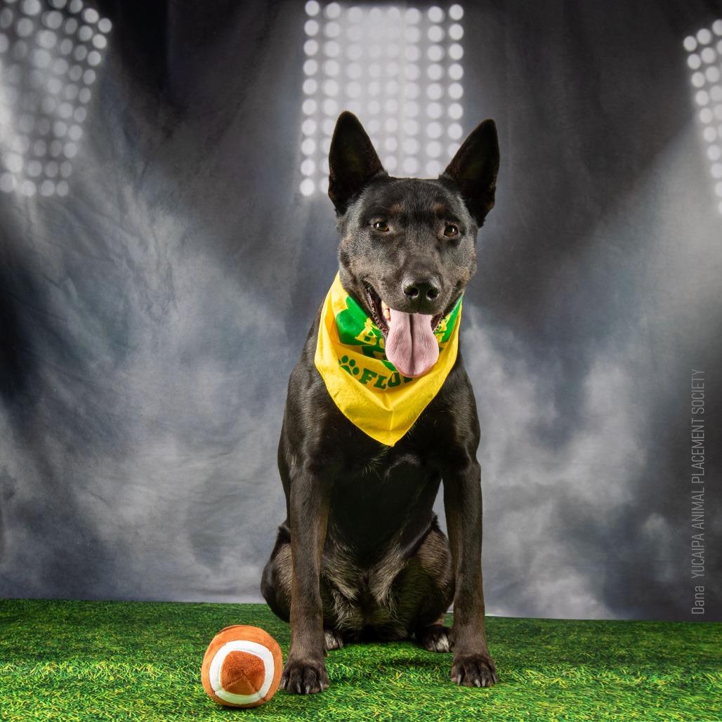 Enlarge Dana, a Adoptable mixed breed in Yucaipa, CA image 2/6