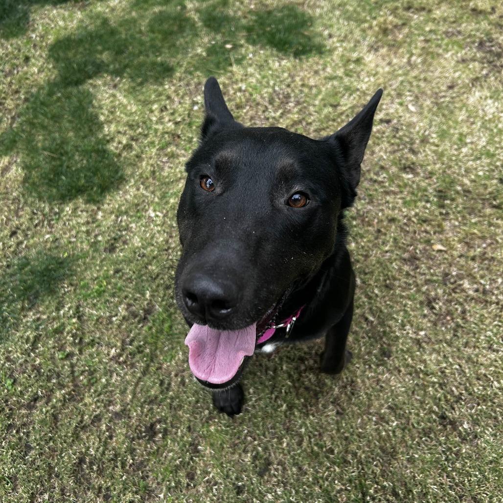 Enlarge Dana, a Adoptable mixed breed in Yucaipa, CA image 3/6