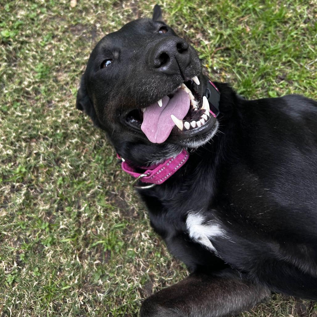 Enlarge Dana, a Adoptable mixed breed in Yucaipa, CA image 4/6