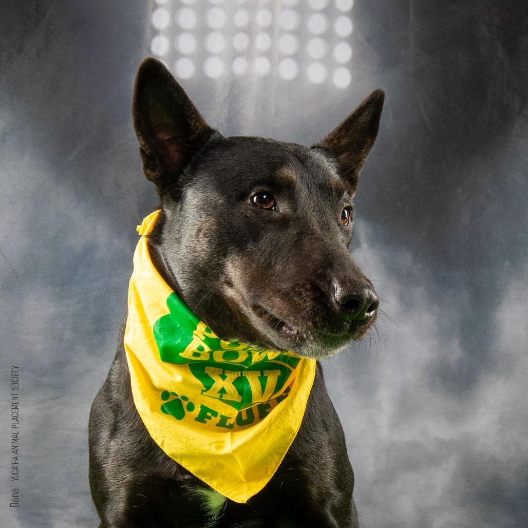 Enlarge Dana, a Adoptable mixed breed in Yucaipa, CA image 5/6