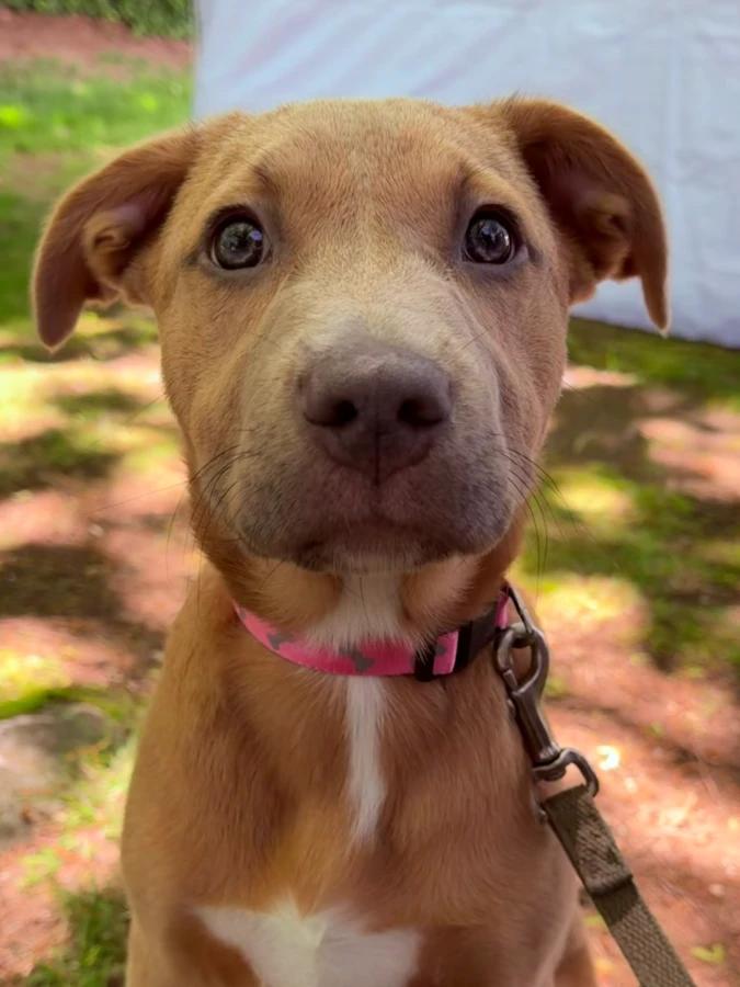 Enlarge Pancake, a Adopted Mixed Breed in Lindenhurst, NY image 1/1