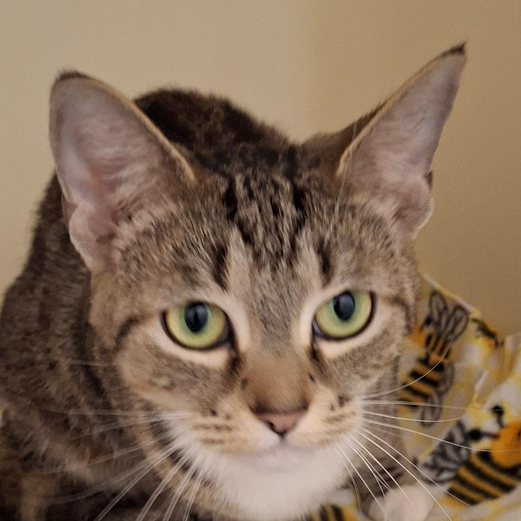 Fishstick, Adoptable, Adult Female Domestic Short Hair.