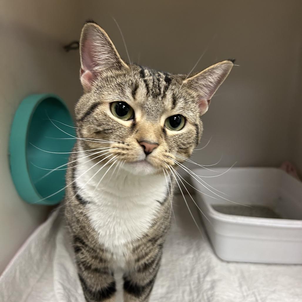 Fishstick, a Adoptable Domestic Short Hair in Zanesville, OH image 2/3